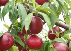 Что сложнее выращивать: персик или нектарин? 
