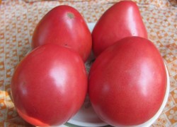 Выращивайте и ешьте томаты на здоровье!