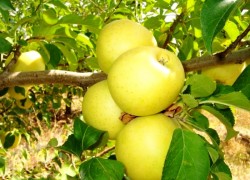 Проблемы яблони голден делишес