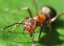 14 способов избавиться от муравьев