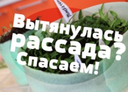 Вытянулась рассада огурцов. Как исправить положение