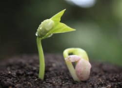 Оказывается, даже старым семенам можно дать «второе рождение»! 