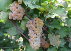 4 лучших розовых технических сорта винограда