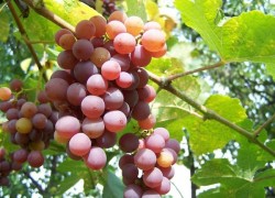 Можно ли высаживать рядом кусты винограда разных видов