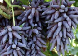Ведьмины пальцы – необычный и популярный сорт винограда