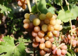 Самые вкусные сорта винограда