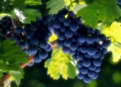 С чего начать выведение нового сорта винограда