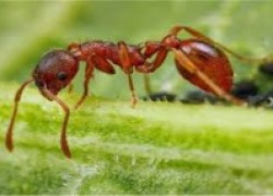 Как из-за муравьев сосед без бровей остался