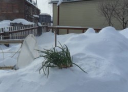 А у нас в снегу лук вырос!