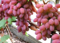 Внекорневые подкормки винограда
