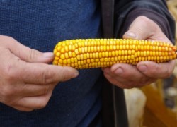 Главные хитрости при выращивании кукурузы