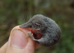 Карликовая многозубка – самое маленькое млекопитающее