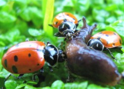 Как удержать полезных насекомых в саду