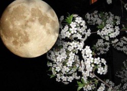 Лунно-посевной календарь садовода-огородника на май 2018 года