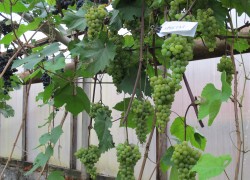 Как вырастить ранний урожай винограда в теплице