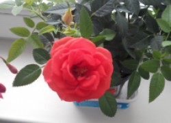 Роза кордана – комнатная малютка