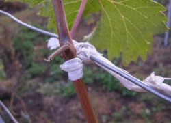 Сухая подвязка винограда