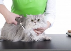 Стрижка кошки: прихоть или необходимость
