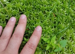 Уникальный и так необходимый мох сфагнум