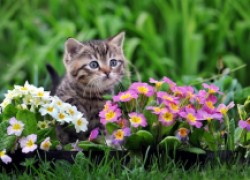 Как прогнать кошек из сада
