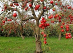 Отгибаем ветки у яблони и получаем огромный урожай