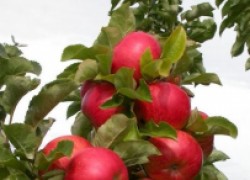 Колонновидные яблони: плюсы и минусы