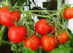Чем отличается детерминантный томат от индетерминантного