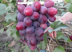 Новые и новейшие гибриды винограда, набирающие популярность