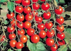 Стоит ли выращивать помидоры черри
