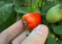 Почему у помидоров почернели попки?