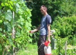Срочные меры для спасения виноградника