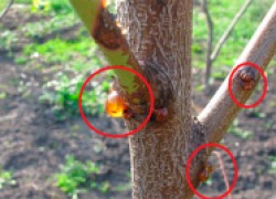 Как вылечить рану на плодовом дереве