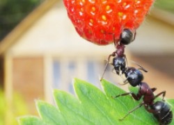 Опасайтесь садовых муравьев