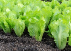 К концу лета вырастим салат