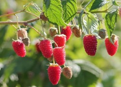 Почему сохнут ягоды малины