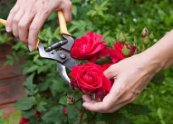 Как обрезать розы после цветения