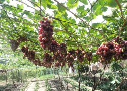 Август: дела на винограднике