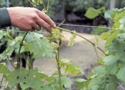 Чеканка винограда: резать или нет