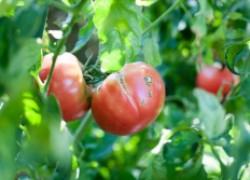 Почему лопаются помидоры