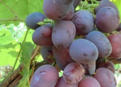 Почему виноград не зреет