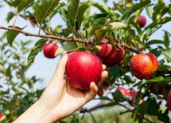 Как в два раза повысить урожай яблок
