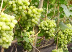 Какой виноград можно хранить прямо на кустах