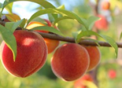 Почему осыпались завязи на персике