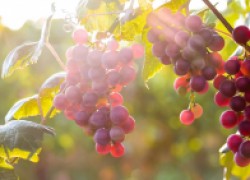 Восемь неукрывных сортов винограда