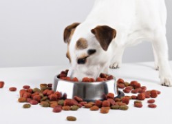 Нормы кормления для собак