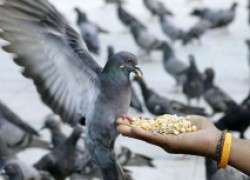 Чем можно кормить птиц 