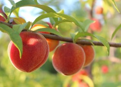 Как выращивать персики: советы садоводу