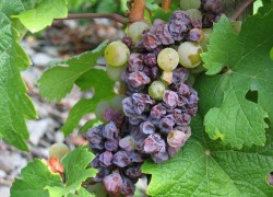 Почему сохнет виноград