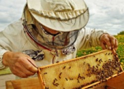 «ищите не мед, а пчеловода»