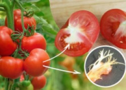 Почему в помидорах есть белые прожилки?